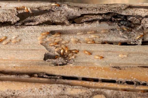 Professional Pest Control in Montrose, MI